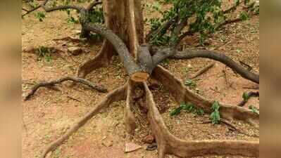 Tanuvas says no sandalwood trees on campus, but foresters say several felled and sold every year without permission