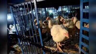 Bengaluru tightens animal waste rules, makes scientific disposal mandatory