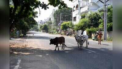 Ahmedabad: AMC team attacked during stray cattle drive in Nava Vadaj