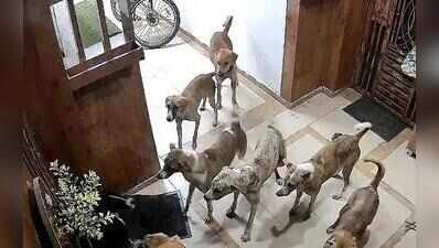 Stray dogs reach 6th floor of Ghaziabad highrise, residents demand fix