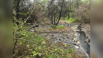 Bandhwari leachate flows towards Mangar after heavy rain