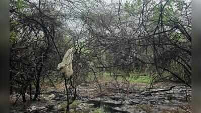 Bandhwari leachate flows towards Mangar after heavy rain
