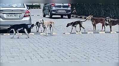GNIDA to foot sterilisation bill, but stray feeding still flashpoint