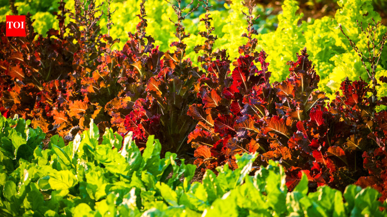 Gene gun makes lettuce and tobacco produce myoglobin for meat-like colour and flavour