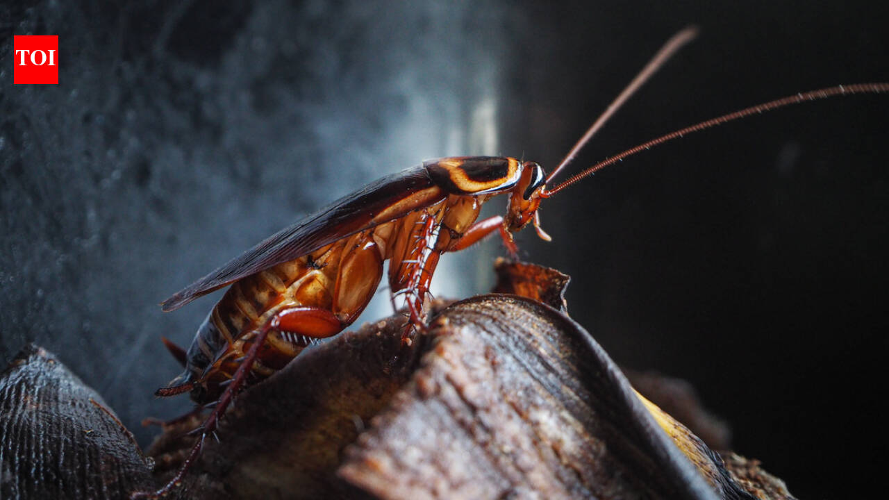 Newborn cockroaches learn their colony’s smell, revealing a new pest control target