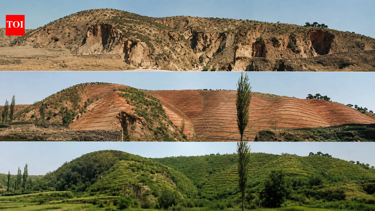 How 10 billion trees transformed South Korea's post-war forests