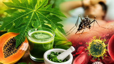 Papaya juice not a cure: Dengue prompts rise in papaya leaf juice use; doctor cautions against delaying medical care
