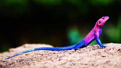 Meet the real-life ‘Spider-Man' lizard: 5 places to spot the unique Mwanza flat-headed rock agama in wild
