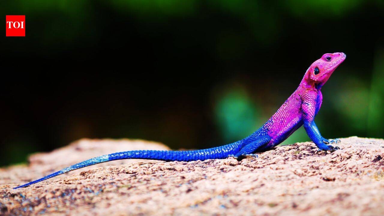 Meet the real-life ‘Spider-Man' lizard: 5 places to spot the unique Mwanza flat-headed rock agama in wild