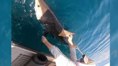 US scientists are tagging sharks with ocean sensors; every time they surface, data is sent by satellite to help forecast how strongly hurricanes may intensify