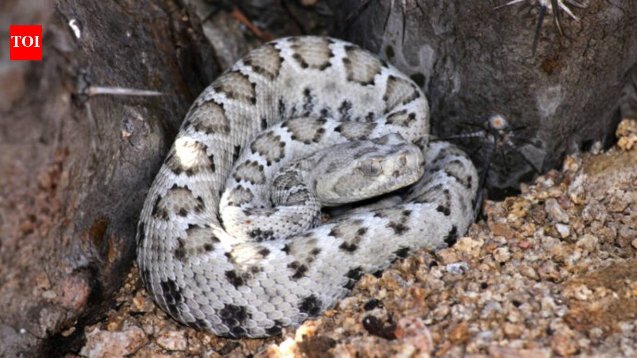 This rattlesnake doesn’t rattle: Meet Crotalus catalinensis, the endangered snake found only on Santa Catalina Island