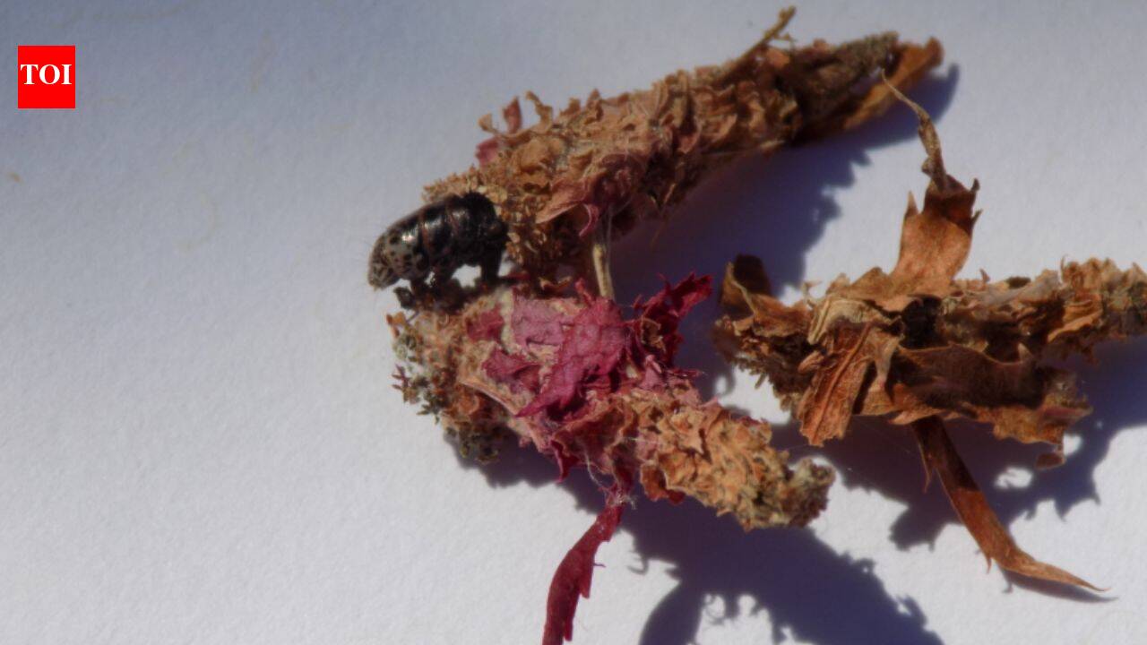 This insect makes a house of silk and leaves and then carries it everywhere on its back