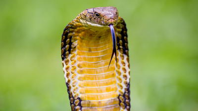 In 1836, the king cobra was called Hamadryas hannah: How one of Asia's most famous snakes got its modern name Ophiophagus hannah