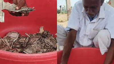 Rajasthan farmer buries Rs 5 lakh, forgets spot; termites destroy cash after nearly a year