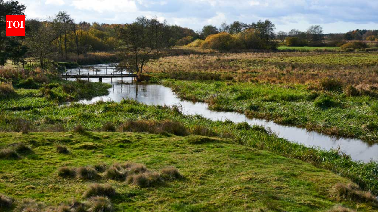 In 2001, Denmark began turning 19 km of straightened River Skjern into 26 km of bends