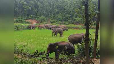 Elephant herd blocks key road in Hazaribag, damages crops