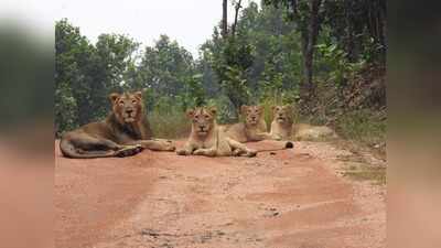 Rajgir Zoo Safari to celebrate World Lion Day today