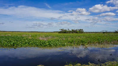 In 1987, Orlando put 1,200 acres of constructed wetlands to work cleaning reclaimed water; the system now polishes about 5.11 billion gallons a year