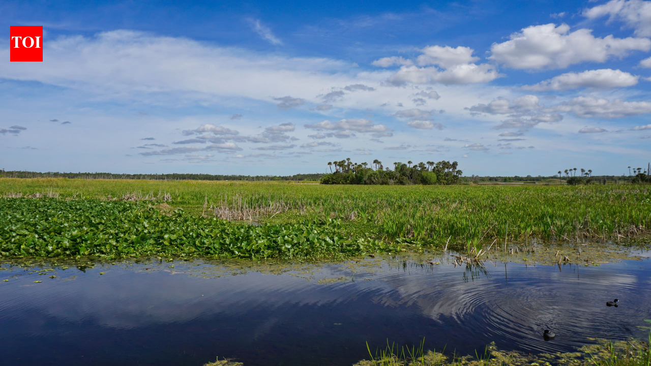 In 1987, Orlando put 1,200 acres of constructed wetlands to work cleaning reclaimed water