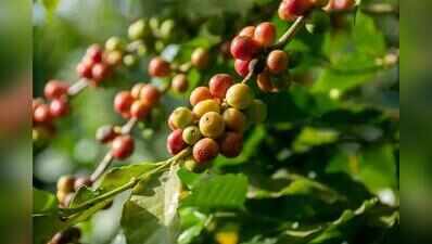 Institute cautions growers against buying exotic coffee saplings