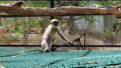 Electrocuted & tail amputated, langur returns home after rehabilitation