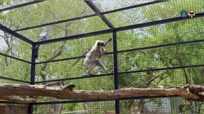 Electrocuted & tail amputated, langur returns home after rehabilitation
