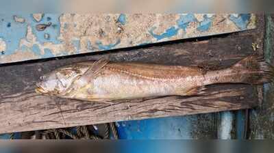 Tiracol, Zuari throw up rare fish surprises for local fishermen