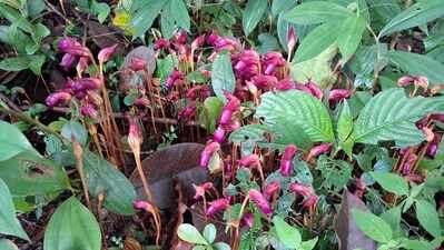 Rare parasitic flower draws visitors to Ravan