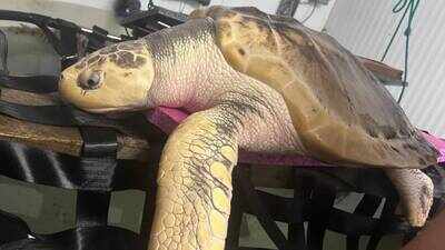 Rare turtle Rhossi rescued near death from Welsh beach in 2023 to fly 5,000 miles home to Gulf of Mexico; KY Jelly used to protect skin