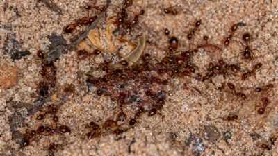 Australia's Tiwi rangers spent two decades fighting invasive fire ants; the island is now declared free of them