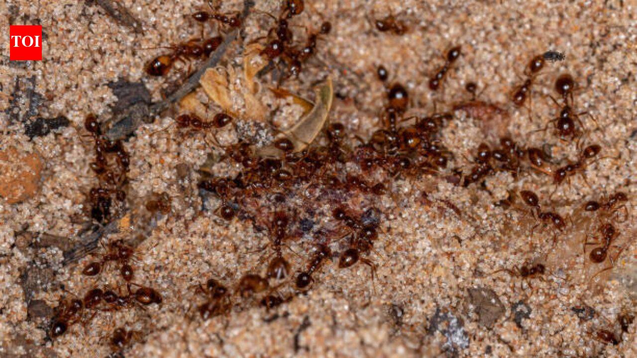Australia's Tiwi rangers spent two decades fighting invasive fire ants; the island is now declared free of them