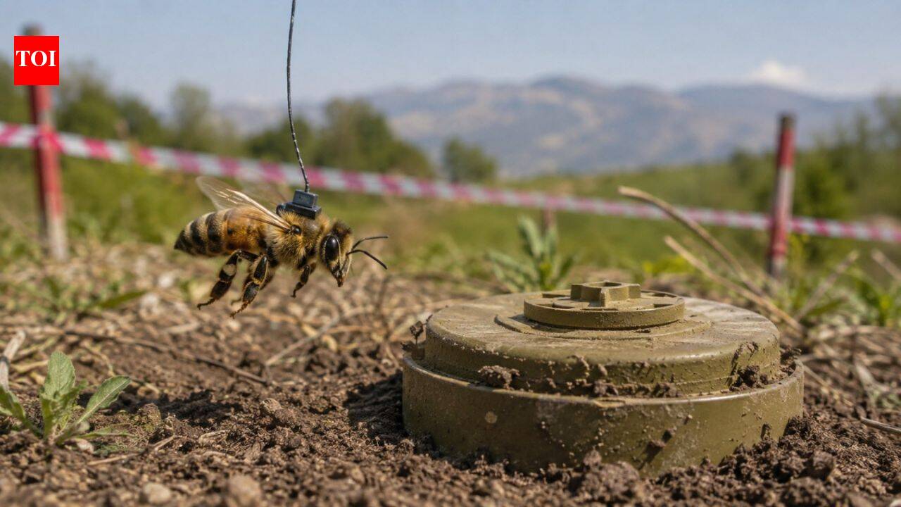 How honeybees were trained in 2013 to detect land mines from the Balkan wars
