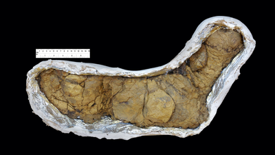 Scientists discovered that animal poop travelled across oceans 540-million-years ago and triggered the evolution of life on earth