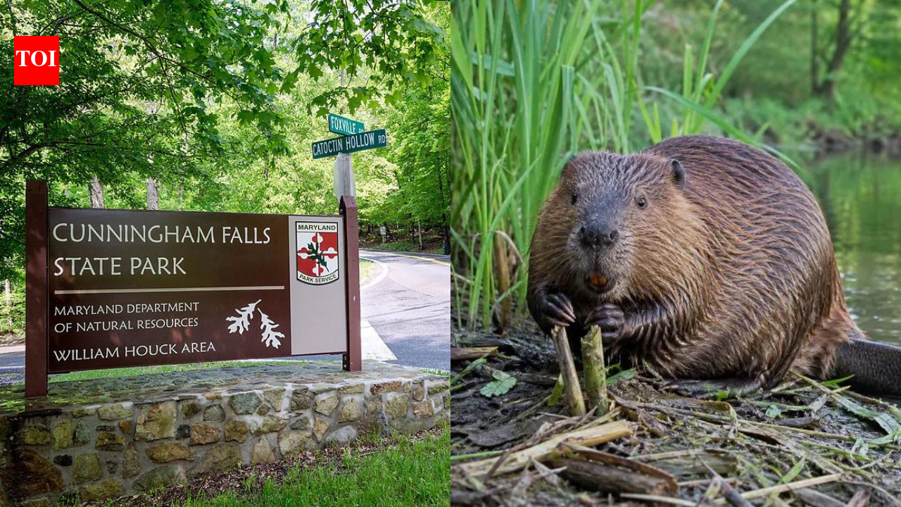 Two people bitten by beavers in less than two weeks at Maryland park
