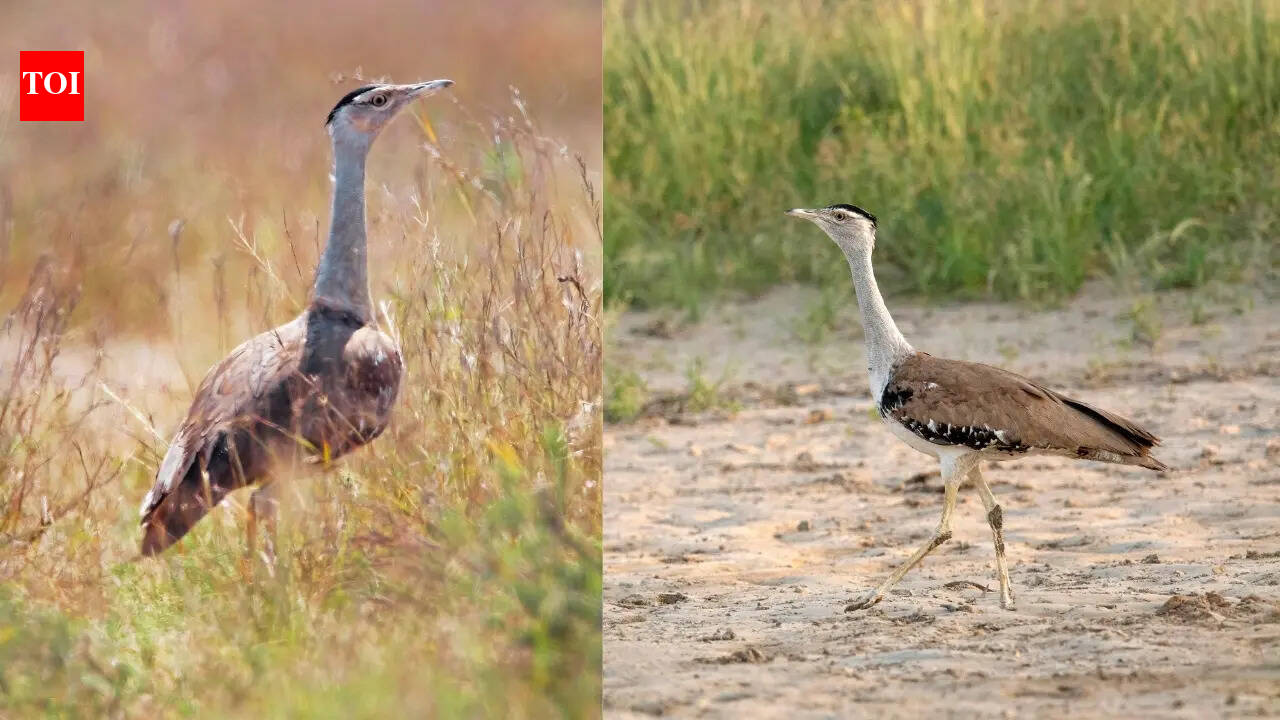One of India’s rarest birds: 5 fascinating facts about the great Indian bustard