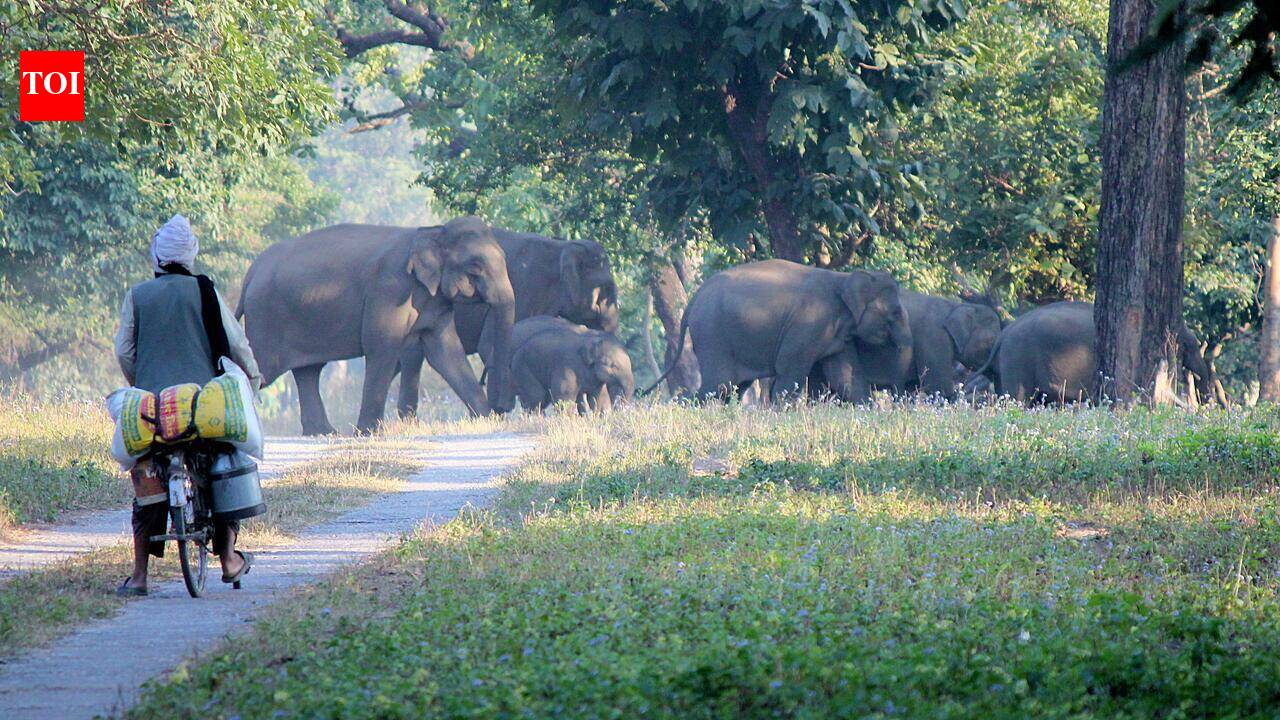 Plan to radio-collar 6 wild tuskers during Ardh Kumbh Mela