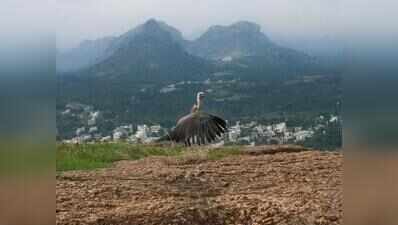 Critically endangered Indian Vulture gets second chance in Gabbar Singh’s land after leg injury