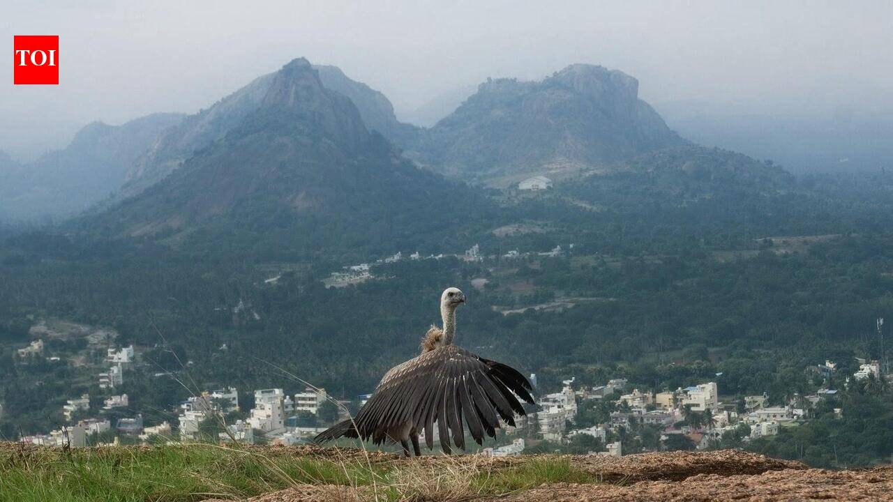 Critically endangered Indian Vulture gets second chance in Gabbar Singh's land after leg injury