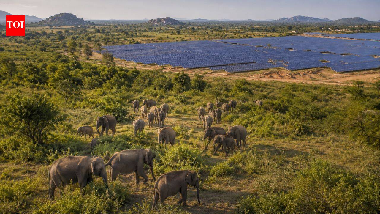 Sri Lanka’s solar projects threaten elephant habitat in Hambantota