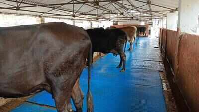 Naini Central Jail arranges tarpaulin mattresses for its cattle