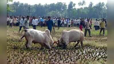 Bullfight venue owners to face FIRs: Collector