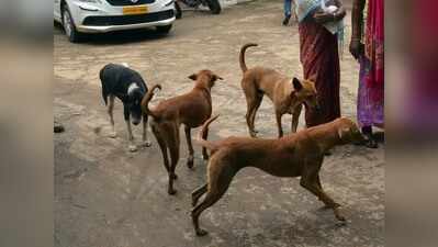 Five-year-old girl injured by stray dogs in Pimpri