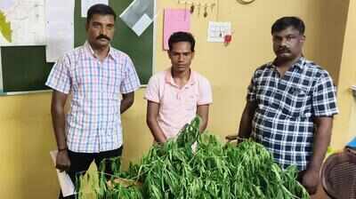 Migrant worker arrested for growing cannabis plant near Pollachi