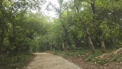 Stop road construction in Mangar Bani: NGT to forest chief