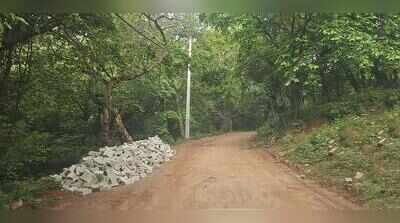 Stop road construction in Mangar Bani: NGT to forest chief