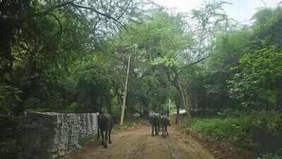 Stop road construction in Mangar Bani: NGT to forest chief