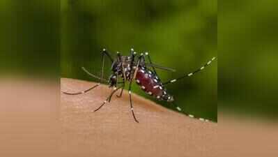 In 10 days of Aug, South Goa district hospital sees 71 dengue cases, 27 admissions