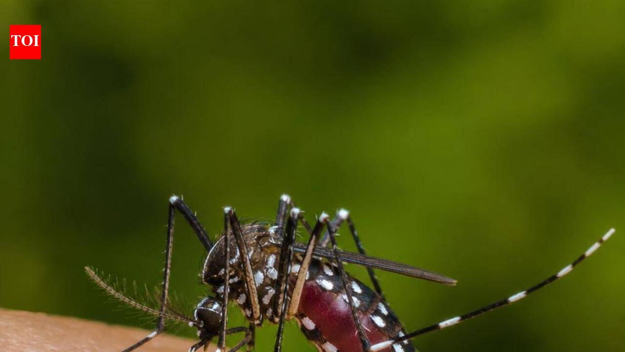 In 10 days of Aug, South Goa district hospital sees 71 dengue cases, 27 admissions
