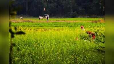 Gujarat to conduct digital crop survey from August 15 to Sep 30