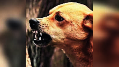 Dog-bite scare grips Kalyan, 107 fresh cases reported